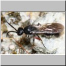 Smicromyrme rufipes - Rotbeinige Spinnenameise m07 9mm.jpg